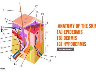 anatomy of the skin